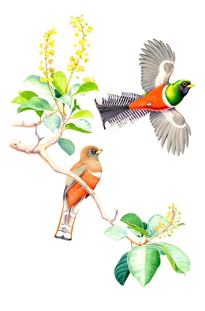 Trogons sample page